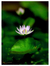 'Little Lotus' - Fotografía de naturaleza de color de loto púrpura balinés
