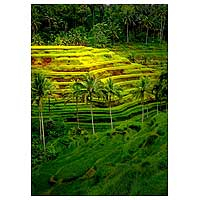 'campos de terrazas de arroz' - obra de arte