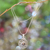 Pearl pendant necklace, 'Deepest Beauty' - Fair Trade Sterling Silver and Pearl Pendant Necklace (image 2b) thumbail