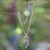 Sterling silver pendant necklace, 'Graceful Bamboo' - Handcrafted Balinese Silver Necklace thumbail