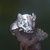 Men's sterling silver ring, 'Tusked Pig' - Artisan Handcrafted Men's Sterling Silver Pig Ring (image 2) thumbail