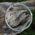 Sterling silver bangle bracelet, 'In Unity' - Modern Balinese Handcrafted Sterling Silver Bangle Bracelet (image 2) thumbail