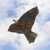 Nylon kite, 'Soaring Hawk' - Hand-Painted Hawk Kite in Brown from Bali (image 2b) thumbail