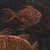 Pirañas crepusculares - Pintura de piraña moderna firmada de Indonesia