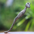 Rückenkratzer aus Holz - Weiß getünchter Gecko-Rückenkratzer aus Suar-Holz aus Bali