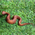Wood sculpture, 'Slithering Snake' - Hand-Carved Suar Wood Snake Sculpture from Bali thumbail