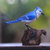 Wood sculpture, 'Perched Blue Jay' - Hand-Painted Wood Blue Jay Sculpture from Bali (image 2) thumbail