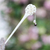 Bone and cultured pearl hair pin, 'Studded Rose' - Rose Flower Bone and Cultured Pearl Hair Pin from Bali (image 2) thumbail