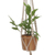Cotton macrame flower pot hanger, 'Pure Home' - Hand-Knotted White Cotton Macrame Hanger from Bali (image 2c) thumbail