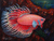 'Rooster Betta' - Original Signed Balinese Betta Fish Painting