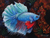 'Blue Betta' - Pintura de pez betta azul balinés original firmada