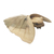 Hibiskus-Holzskulptur - Hibiskusholzskulptur eines Frosches unter Blatt