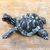 Wood statuette, 'Crawling Tortoise' - Hand Carved Suar Wood Tortoise Statuette (image 2) thumbail