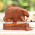 Wood puzzle box, 'Hungry Bear' - Hand Carved Suar Wood Bear Puzzle Box