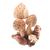 Wood sculpture, 'Living Mushrooms' - Hand Made Jempinis Wood Mushroom Sculpture (image 2d) thumbail