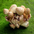 Wood sculpture, 'Mushroom Cluster' - Hand Carved Jempinis Wood Mushroom Sculpture (image 2b) thumbail