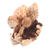 Wood sculpture, 'Mushroom Cluster' - Hand Carved Jempinis Wood Mushroom Sculpture
