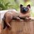 Wood statuette, 'Overthinking Cat' - Signed Suar Wood Cat Statuette from Bali (image 2) thumbail