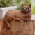Wood statuette, 'Outdoor Cat' - Artisan Made Suar Wood Cat Statuette (image 2) thumbail