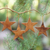 Wood ornaments, 'Simple Stars' (set of 4) - Handcrafted Wooden Star Ornaments (Set of 4) (image 2) thumbail