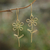 Gold-plated dangle earrings, 'Make My Day' - Hand Made Gold-Plated Floral Earrings thumbail