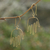 Gold-plated dangle earrings, 'Stretch Out' - Gold-Plated Balinese Dangle Earrings thumbail