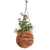 Coconut shell hanging planter, 'Laughing Face' - Indoor/Outdoor Coconut Shell Planter