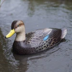 Wood statuette, 'Blue-Winged Teal' - Handmade Javanese Suar Wood Duck Statuette