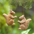 Holzornamente, (Paar) - Paar Holz-Eichhörnchen-Ornamente, handgeschnitzt auf Bali
