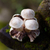 Wood sculpture, 'Little Mushrooms' - Jempinis Wood Mushroom Sculpture with Benalu Base from Bali