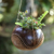Coconut shell hanging planter, 'Riverside' - Coconut Shell Hanging Planter Hand-Crafted in Bali
