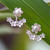 Cultured pearl ear jacket earrings, 'Pearly Heaven' - Floral Sterling Silver White Pearl Ear Jacket Earrings