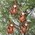 Wood ornaments, 'Joyful Jungle' (set of 4) - Set of 4 Hand-Carved Albesia Wood Monkey Ornaments from Bali