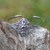 Gold-accented blue topaz and amethyst cuff bracelet, 'Garden Shimmer' - 18k Gold-Accented Blue Topaz Amethyst Silver Cuff Bracelet
