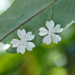 Sterling silver button earrings, 'Cherry Shine' - Textured Silver Button Earrings with Cherry Blossom Design