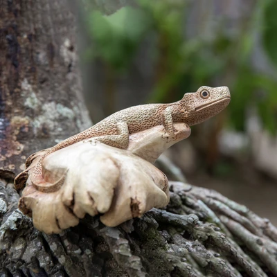 Wood figurine, 'Curious Gecko' - Gecko-Themed Hand-Carved Jempinis and Benalu Wood Figurine