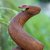 Wood sculpture, 'Serpent Guardian' - Wood Snake Sculpture (image 2b) thumbail