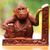 Sujetalibros de madera, 'Monos guardianes' (par) - Sujetalibros de madera indonesia hecho a mano (par)