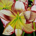 'Hibiscus Charm' - Hybrid Hibiscus Floral Art