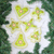 Adornos de cuentas, (juego de 6) - Conjunto de seis adornos navideños con cuentas en citron y blanco