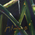 'Temptations' - Signed Painting of Blackberry Plants from India (image 2c) thumbail