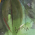 'Rose Blossom' - Signed Realist Painting of a Rose Flower from India (image 2c) thumbail