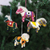 Wool felt ornaments, 'Winter Ponies' (set of 4) - Set of 4 Embroidered Wool Felt Pony Ornaments with Fur (image 2) thumbail