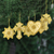 Beaded ornaments, 'The Spirit of Christmas' (set of 6) - Gold Embroidered and Beaded Christmas Ornaments (Set of 6)