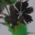 'Classic Bouquet' - Impressionist Black and Green Watercolor Flower Painting