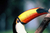 'Toucan' - Brazilian Toucan Bright Color Photograph