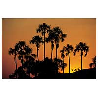 'Veredas' (medium) - Palms in Veredas at Sunset Color Photograph 