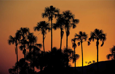 „Veredas“ (mittel) – Palmen in Veredas bei Sonnenuntergang, Farbfoto 