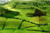 (18 Zoll) - Farbfoto einer grünen Landschaft im Lloa-Tal