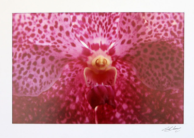 'Pink Orchid' - Close Up Pink Orchid Color Photograph